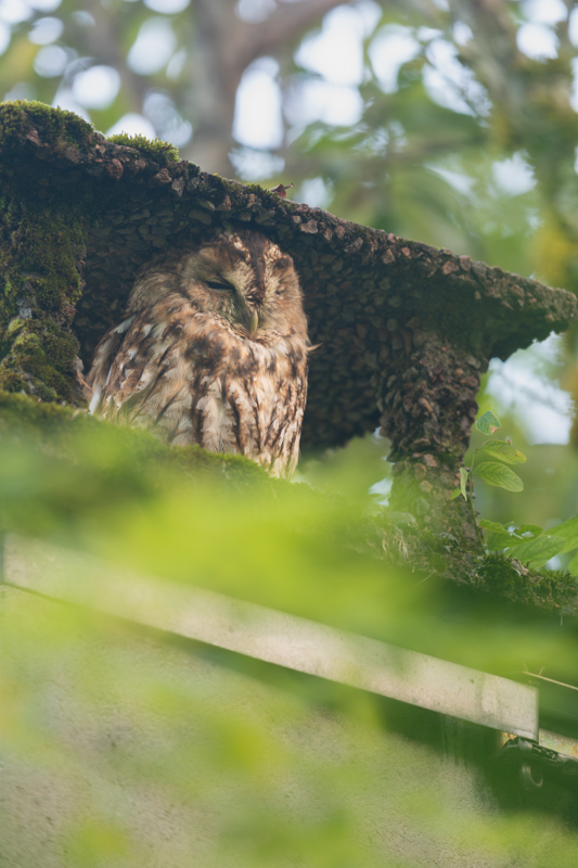 _DSC3300-Avec accentuation-Bruit.jpg