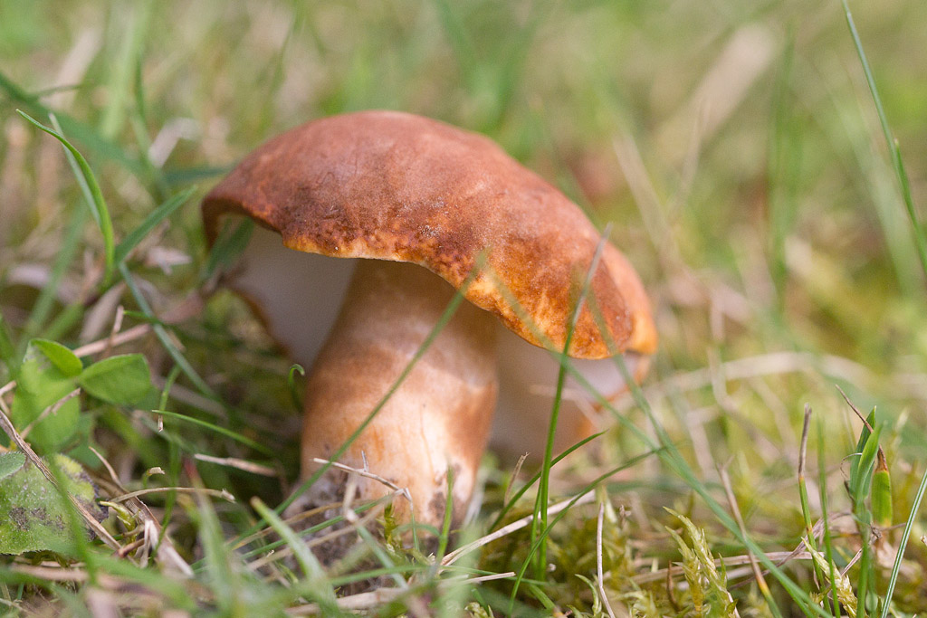 Gymnoporus castaenus - bolet chataîgne.jpg