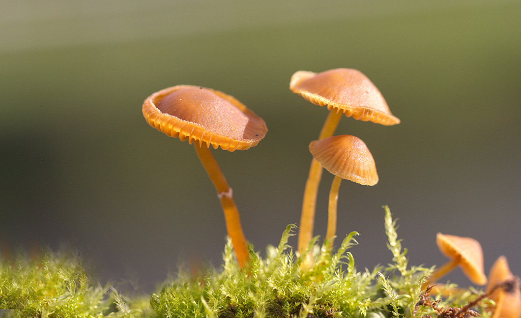 Galerina annulata.jpg