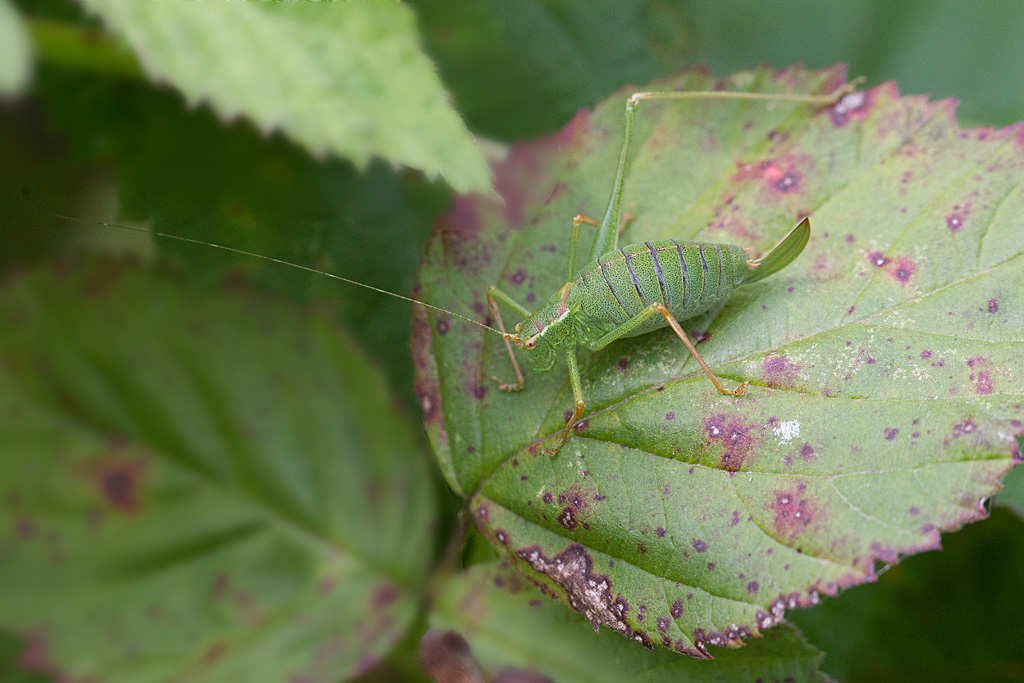 Leptophyes punctatissima - leptophye ponctuée femelle 6.jpg