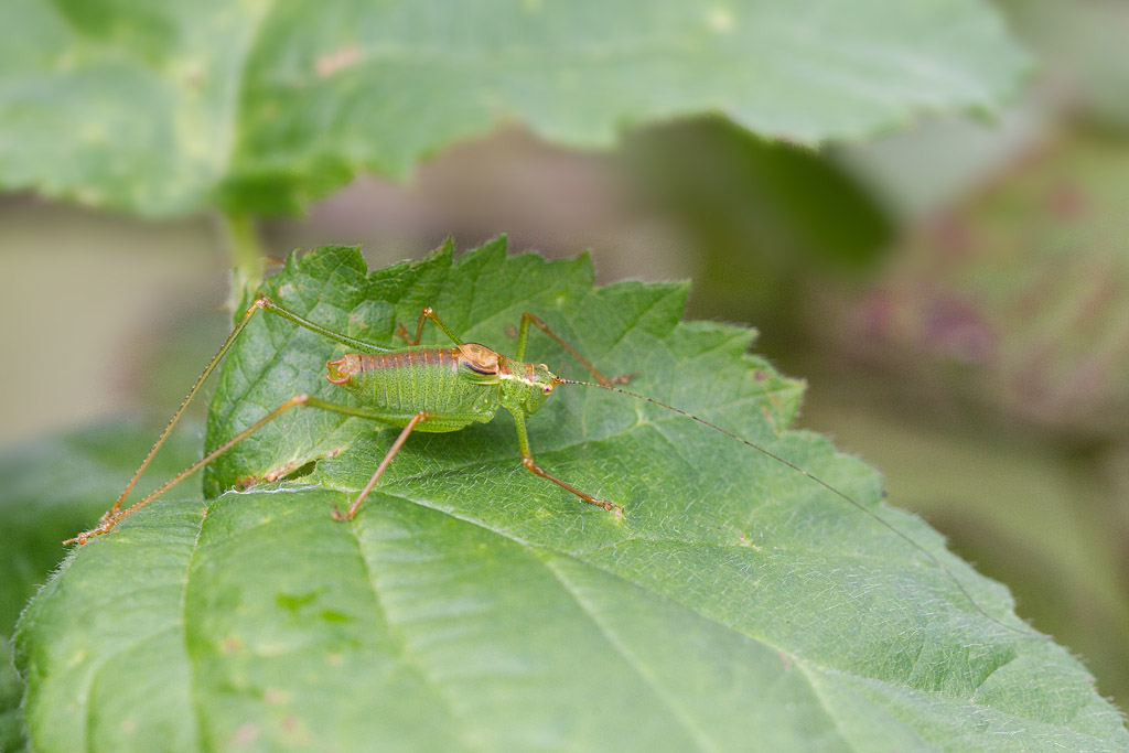 Leptophyes punctatissima - leptophye ponctuée mâle 6.jpg