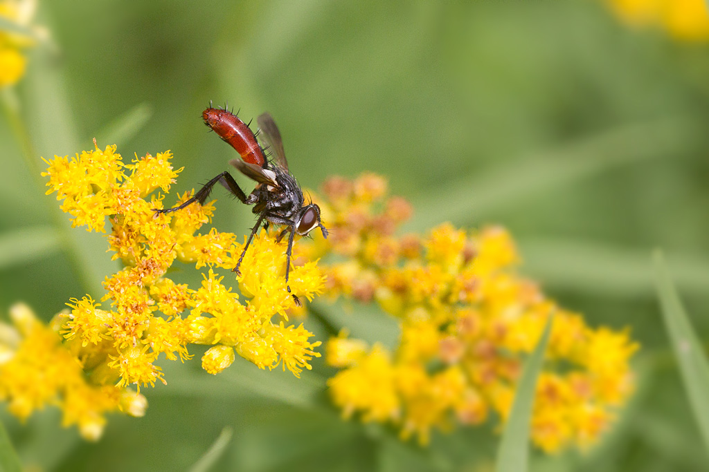Cylindromyia bicolor.jpg
