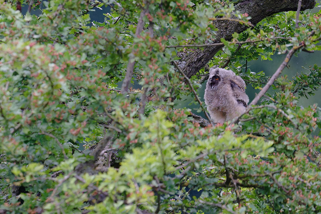 08DSC_6376_DxO.jpg