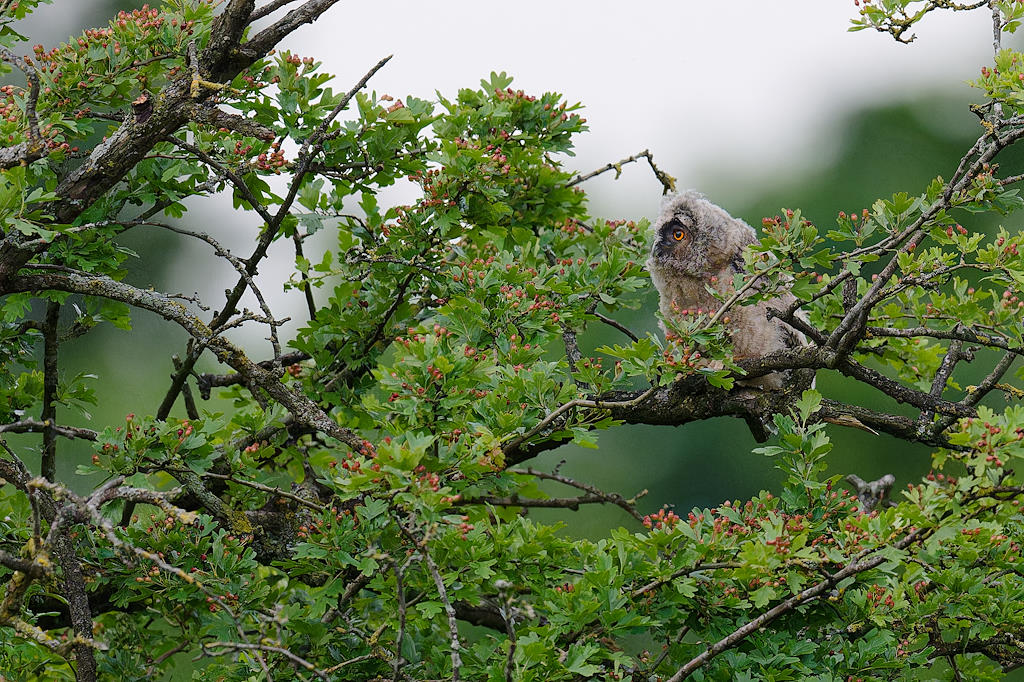 08DSC_6438_DxO.jpg
