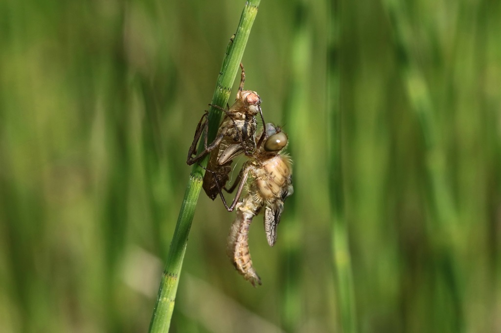 6 IMG_6049X.JPG