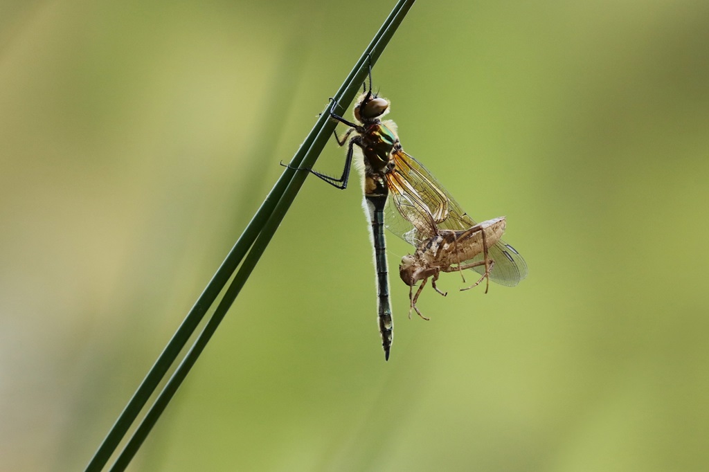 12 IMG_3024X.JPG