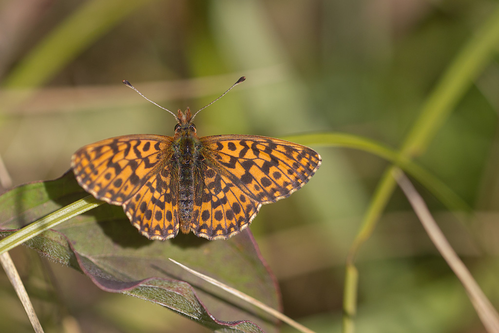 La Petite violette - Boloria dia.jpg