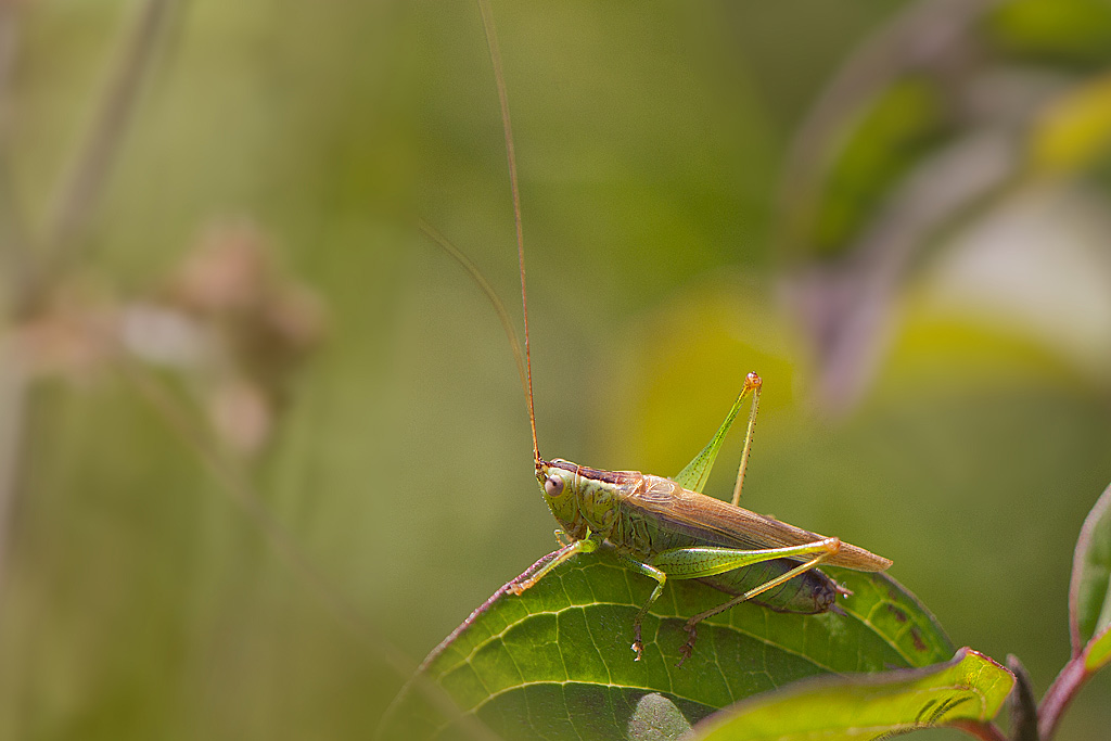 Conocephalus fucus - le conocéphale bigarré  mâle.jpg