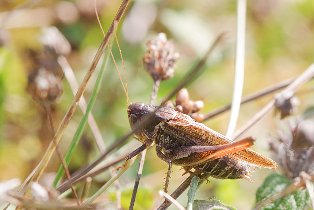 Platycleis albopunctata mâle.jpg