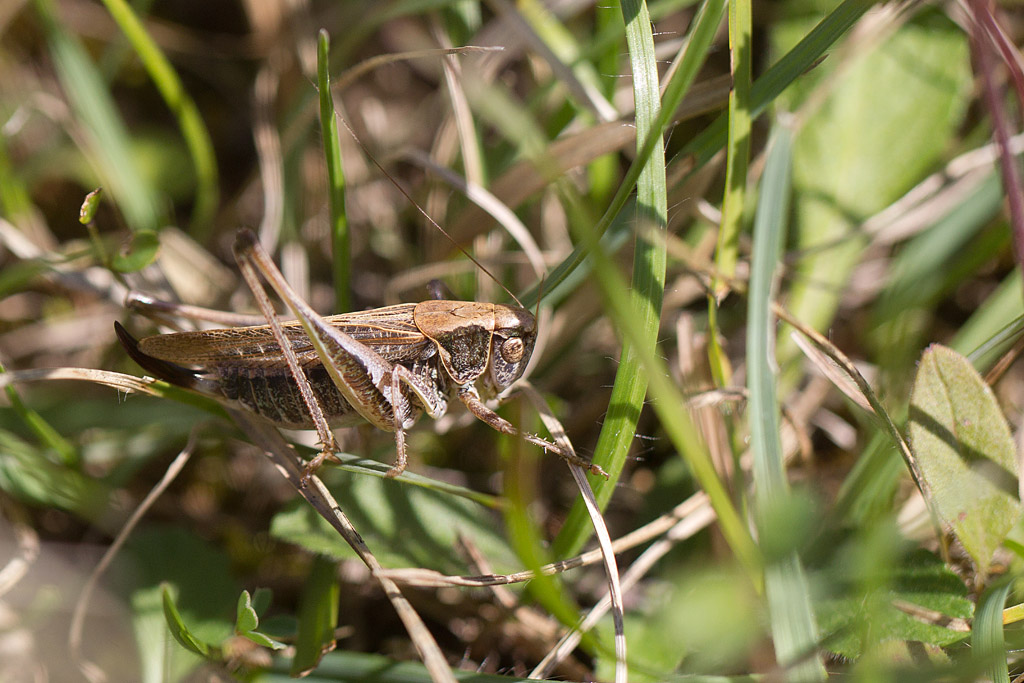 Platycleis albopunctata femelle.jpg