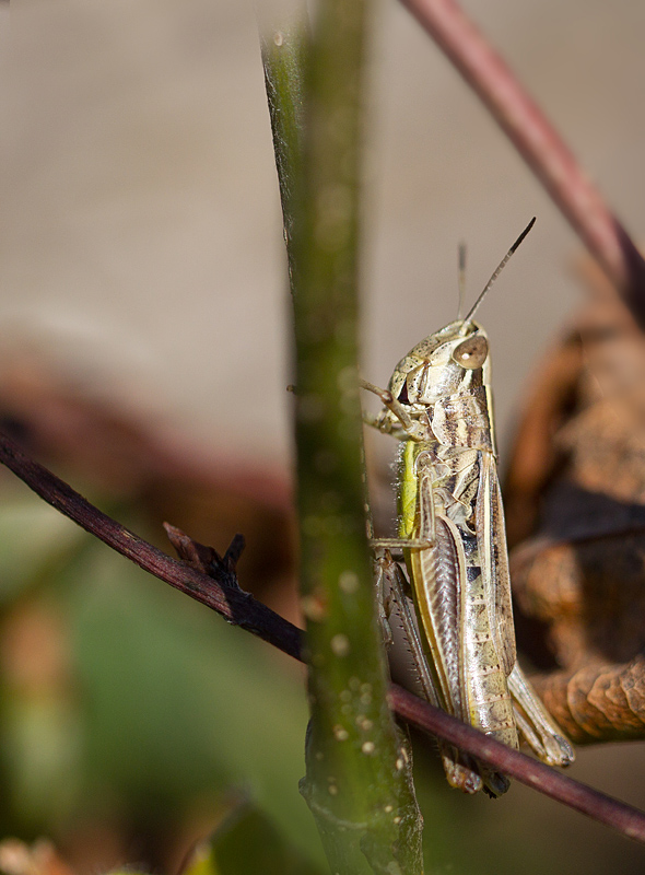 criquet blafard -  Euchorthippus elegantulus.jpg