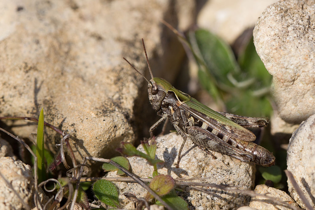 Omocestus rufipes - criquet noir ébène.jpg