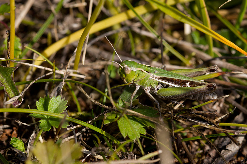 sténobothre commun  femelle - Stenobothrus lineatus.jpg