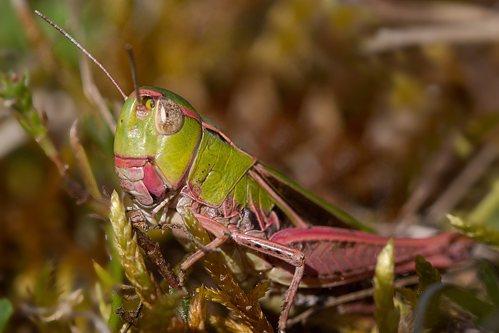 Stenobothrus lineatus.jpg