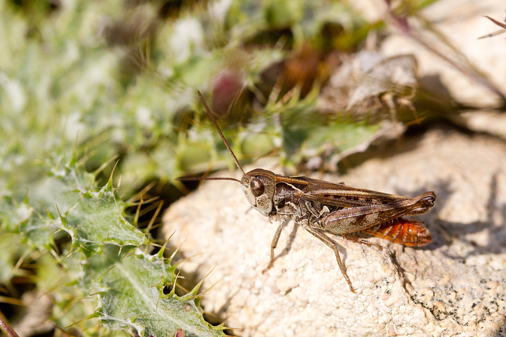 Omocestus haemorrhoidalis - le criquet rouge queue mâle.jpg