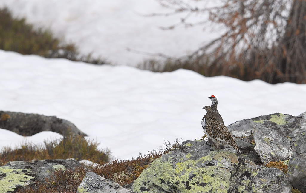 DS5_3870.jpg