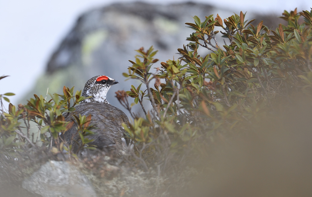 DS5_3878.jpg