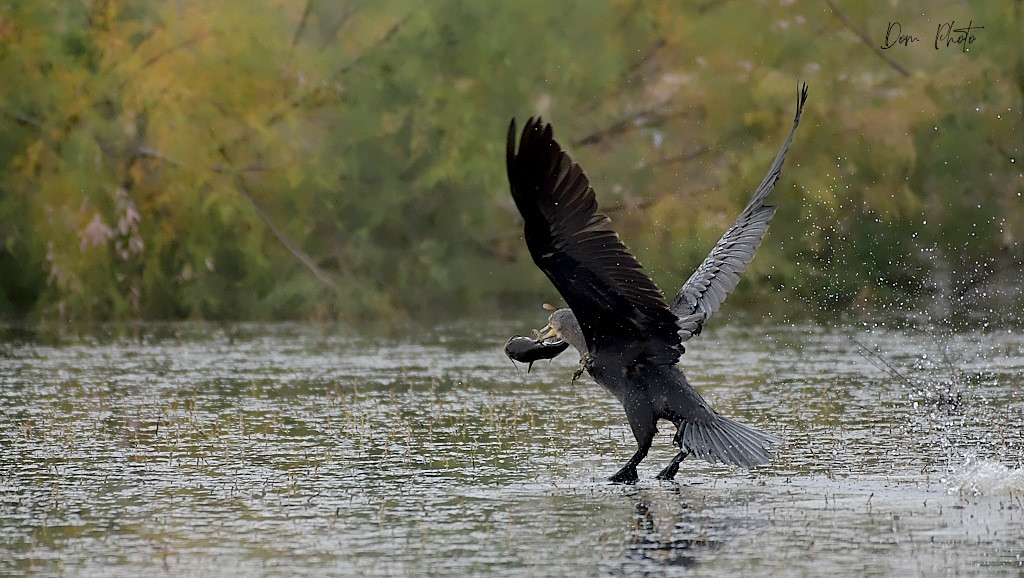 DSC_2230IN.JPG