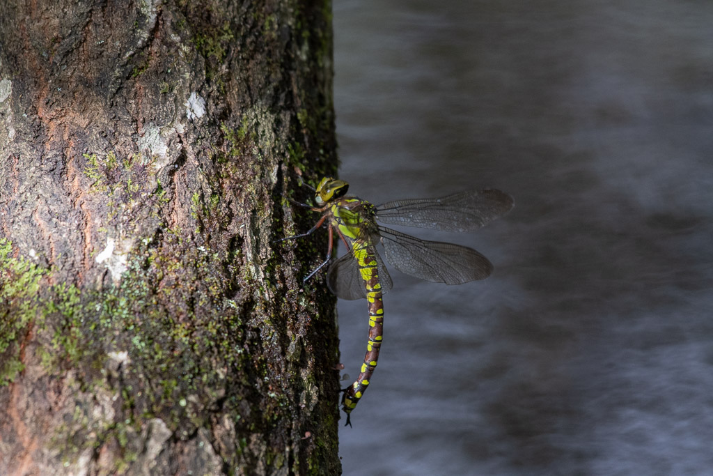Libellule. Aeshna cyanea, l’Aeschne bleue . La ponte.jpg