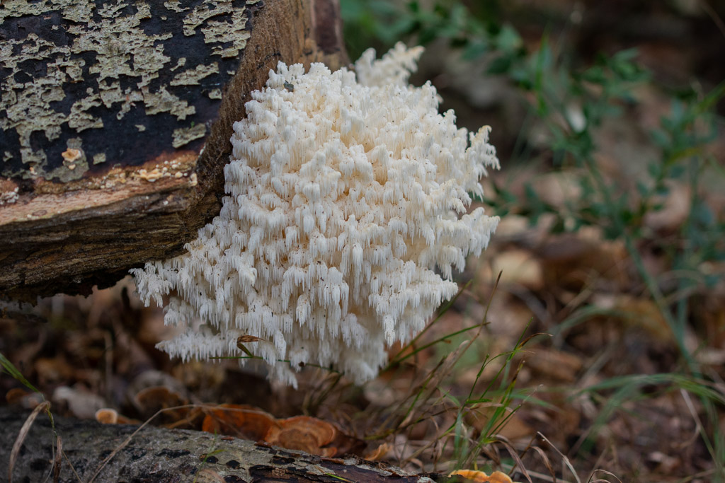 Hydne corail - Hericium coralloides -0-.jpg