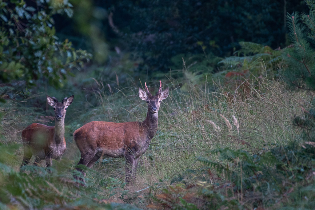 Cerf -0-.jpg