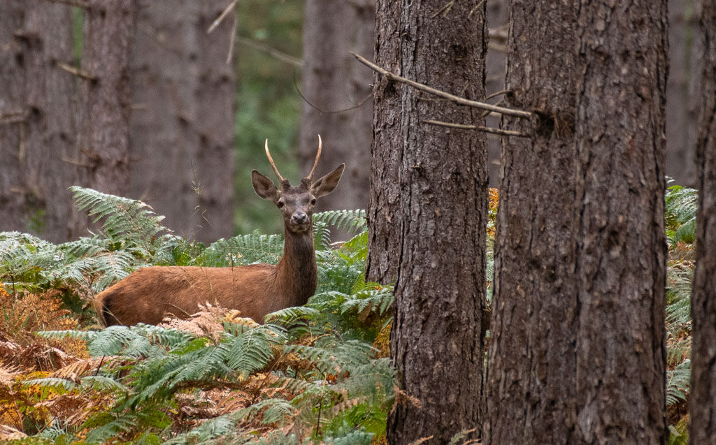Daguet et biche -6-.jpg