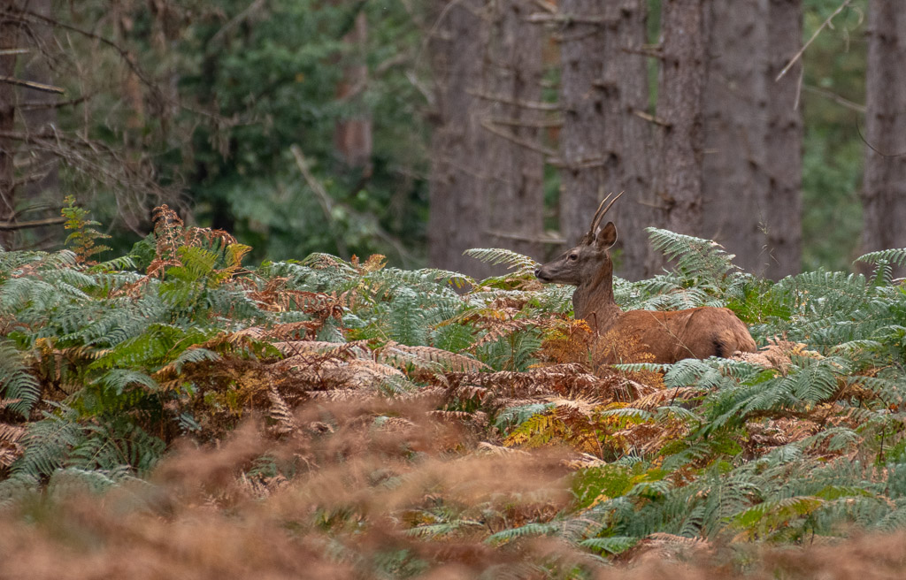 Daguet et biche -7-.jpg