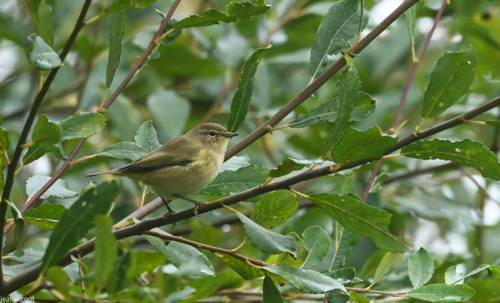 DSC_7737_001DSC_7737.JPG