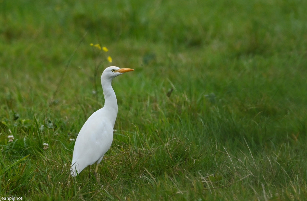 DSC_7287_001DSC_7287.JPG