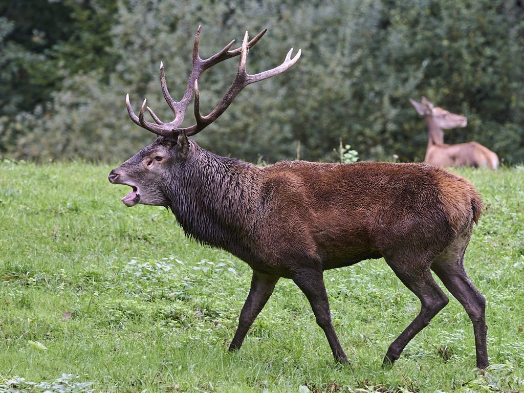 bb 3083_1_05.jpg