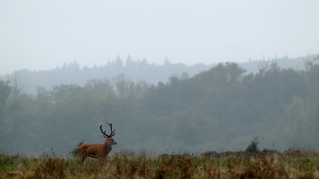 cerf ambiance automne bis.jpg