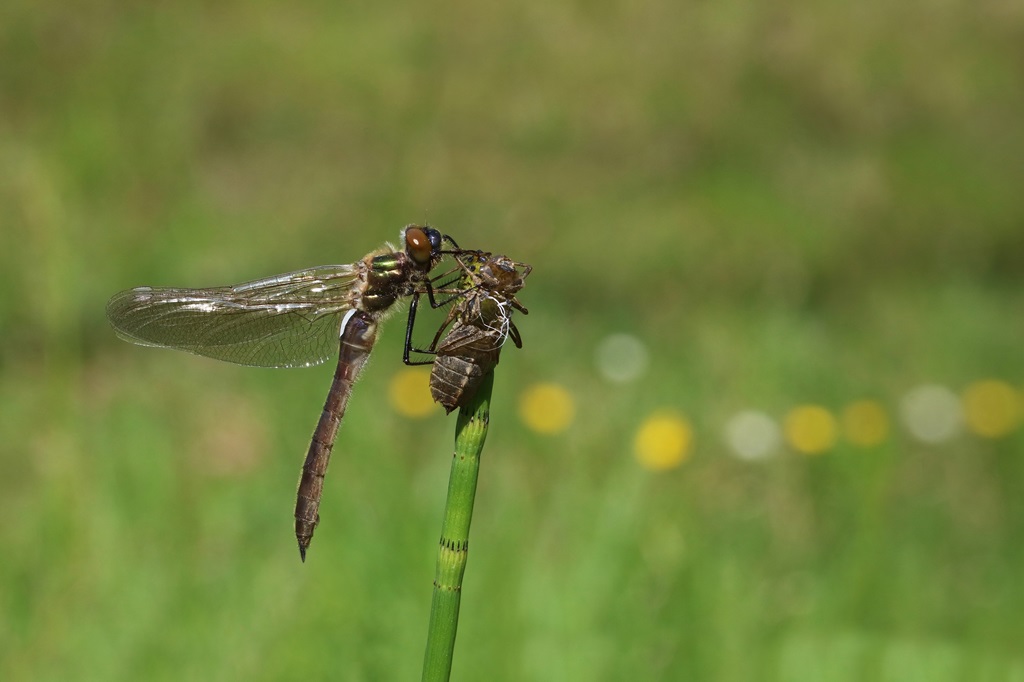 1 IMG_3226X2.JPG