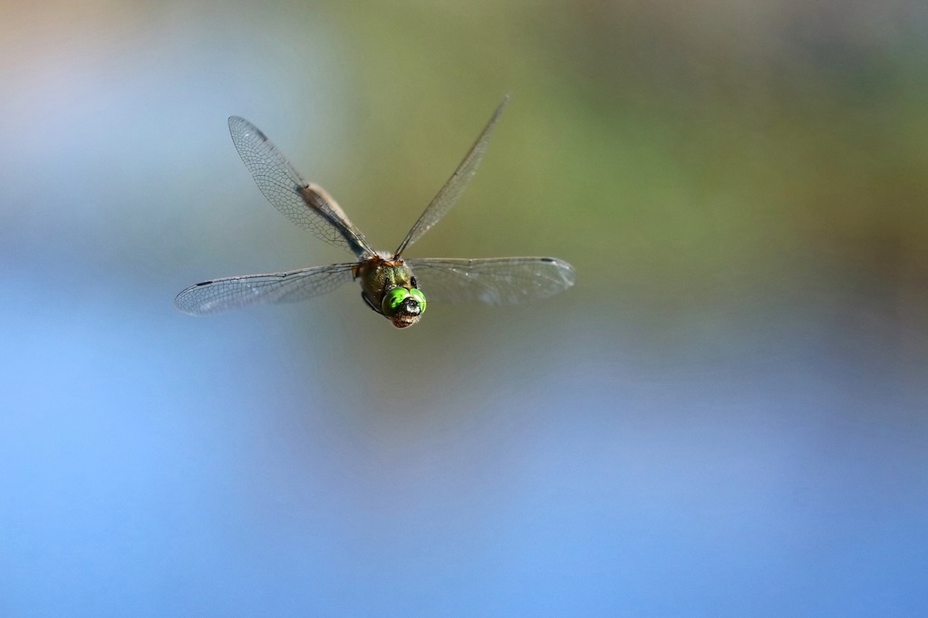 11 IMG_1011X.JPG
