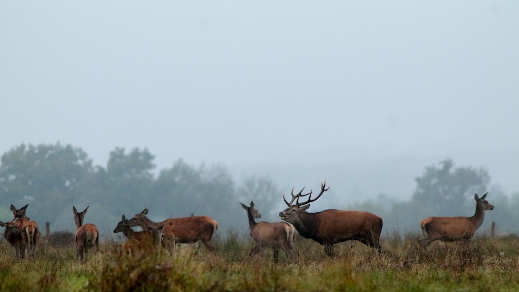 cerf ambiance automne.JPG