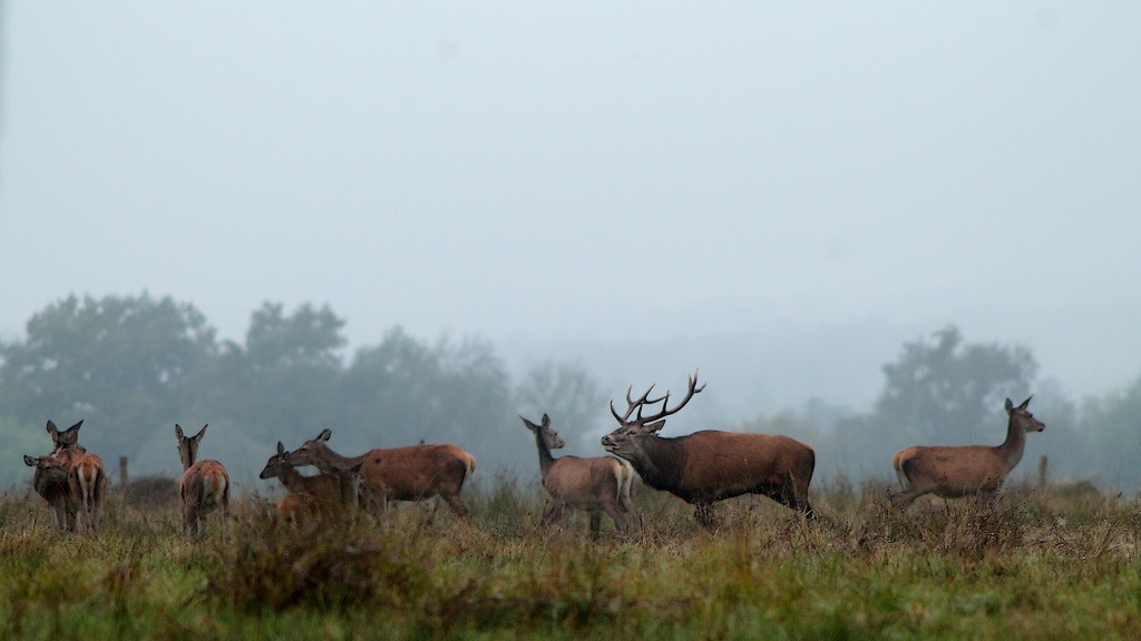cerf ambiance automne ter.JPG