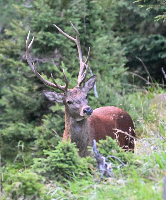 +ZSC_8385.jpg
