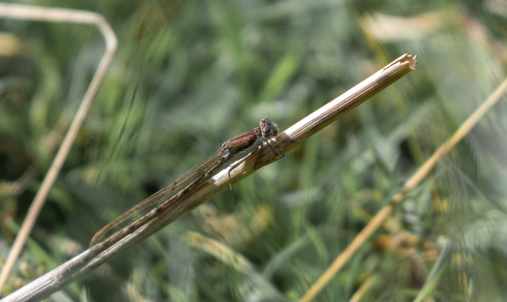 Leste brun. Sympecma fusca  (1).jpg
