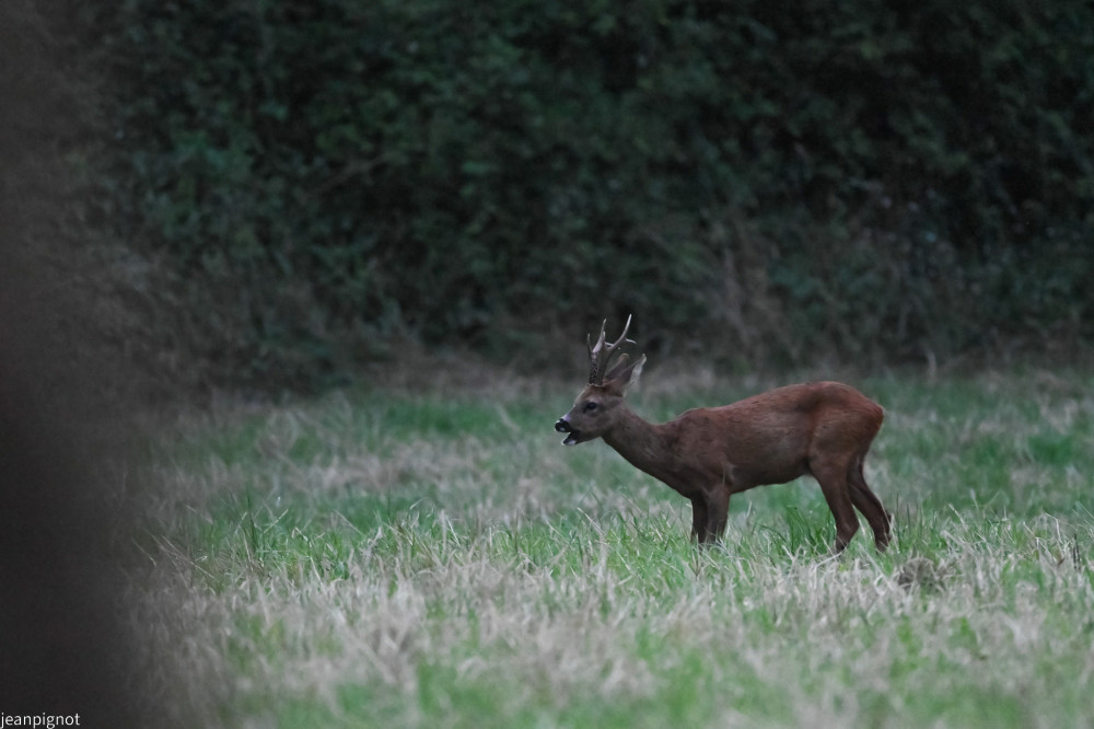 DSC_4906_001DSC_4906.JPG