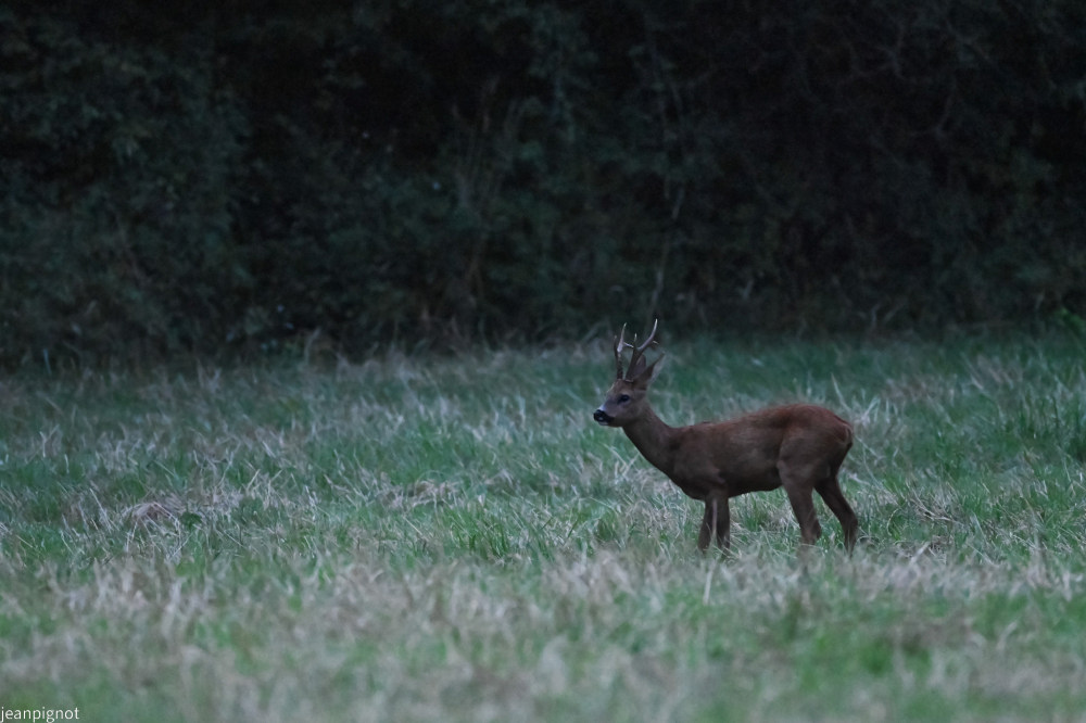 DSC_4943_001DSC_4943.JPG