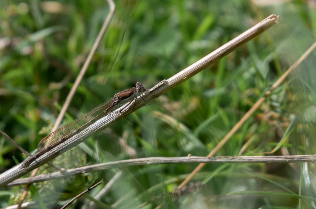 Leste brun. Sympecma fusca  (2).jpg