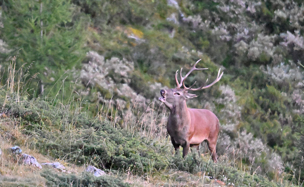 ZSC_8518.jpg