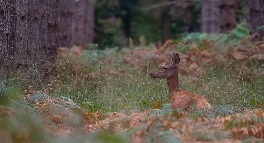 Biche -3-.jpg