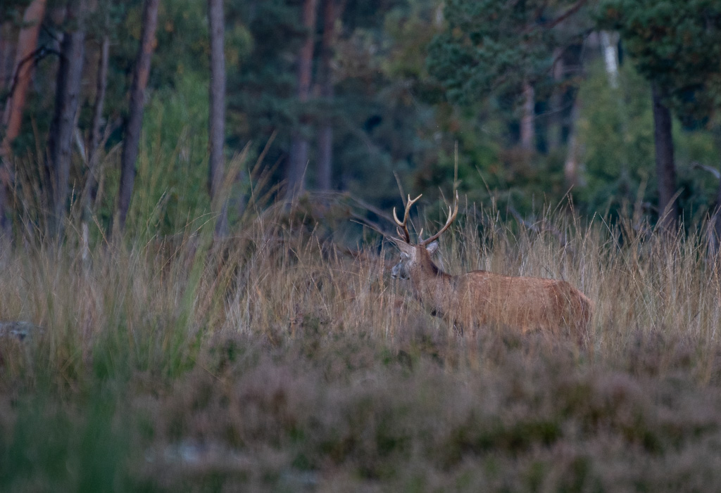 Cerf -1-.jpg