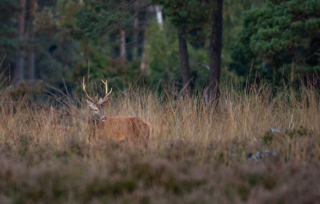 Cerf -2-.jpg