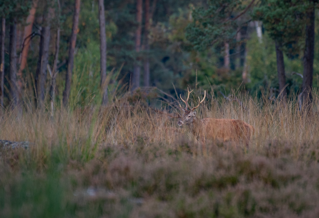 Cerf -4-.jpg