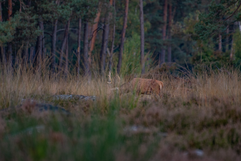 Cerf -5-.jpg