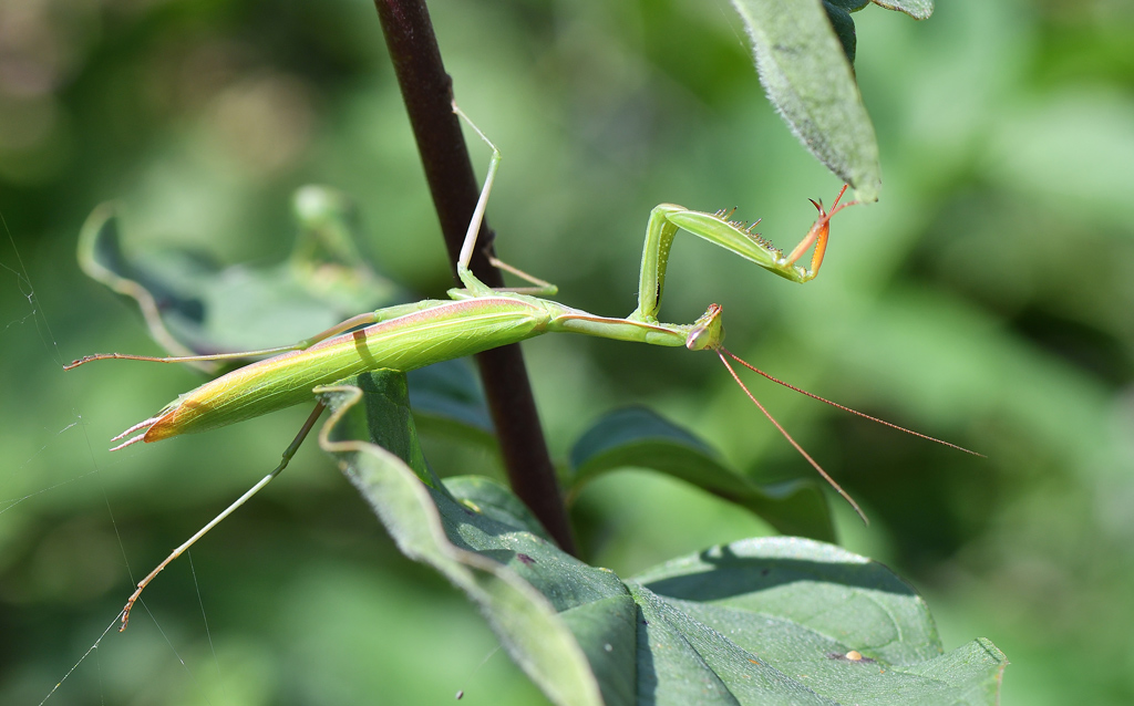 DSC_2243.jpg