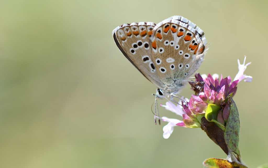 DSC_2272.jpg