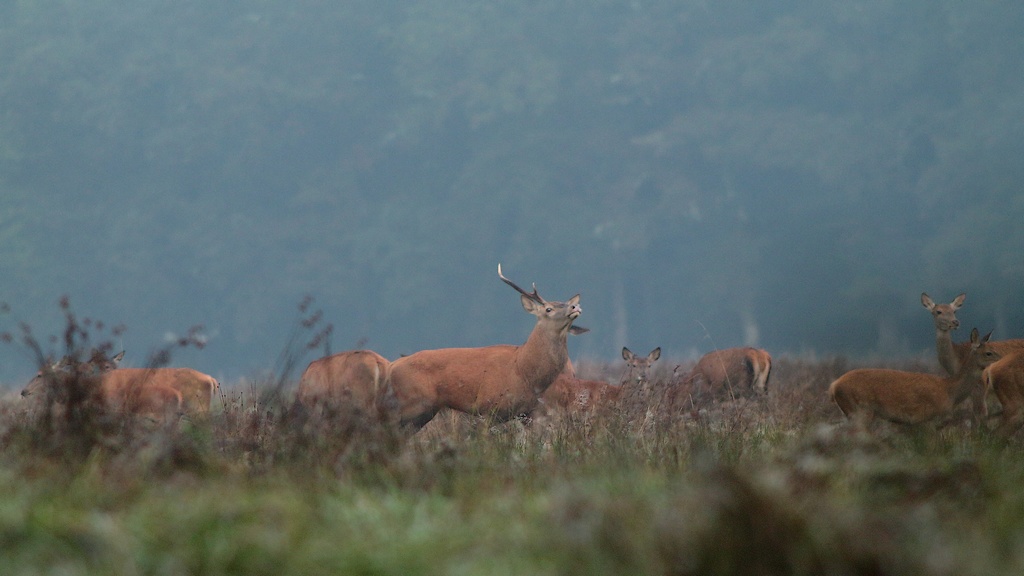 Cerf satellite et harde.JPG