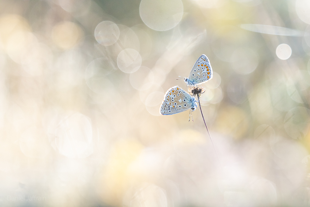 Image et Nature-1-87.jpg